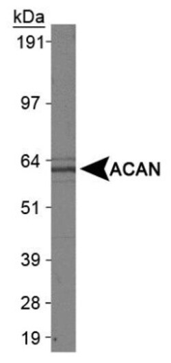 Aggrecan Neoepitope Antibody - BSA Free, Novus Biologicals:Antibodies:Primary