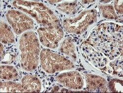 AGPAT5 Antibody (OTI2C4), Novus Biologicals 0.1mL; Unlabeled:Antibodies,
