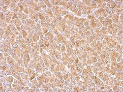 AG-3/AGR3 Antibody, Novus Biologicals 0.1mL; Unlabeled:Antibodies, Polyclonal