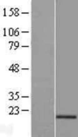 Novus Biologicals&trade;&nbsp;AG-3/AGR3 Overexpression Lysate