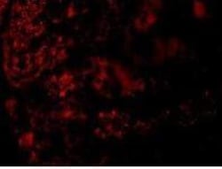 AGTR-1 Antibody - BSA Free, Novus Biologicals:Antibodies:Primary Antibodies