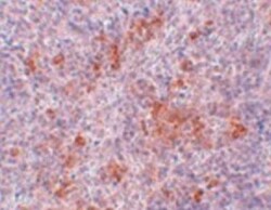 AGTR-1 Antibody - BSA Free, Novus Biologicals:Antibodies:Primary Antibodies