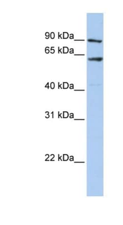 AHCYL1 Antibody, Novus Biologicals 100&mu;L; Unlabeled:Antibodies, Polyclonal