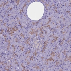 AHCYL1 Antibody, Novus Biologicals 0.1mL; Unlabeled:Antibodies, Polyclonal