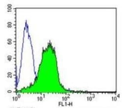 AHR Antibody (RPT9) - BSA Free, Novus Biologicals™