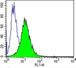 AHR Antibody (RPT9) - BSA Free, Novus Biologicals 0.1mL; Unlabeled:Antibodies,