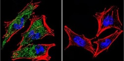 AHR Antibody (RPT9) - BSA Free, Novus Biologicals 0.1mL; Unlabeled:Antibodies,