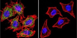 AHR Antibody (RPT9) - BSA Free, Novus Biologicals 0.1mL; Unlabeled:Antibodies,