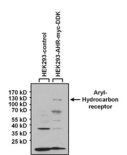 AHR Antibody (RPT9) - BSA Free, Novus Biologicals 0.1mL; Unlabeled:Antibodies,