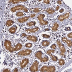 AHSA1 Antibody, Novus Biologicals 25 &mu;L; Unlabeled:Antibodies, Polyclonal