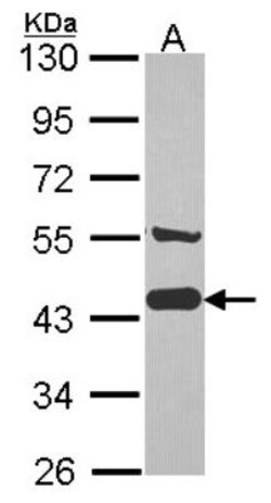 AHSA1 Antibody, Novus Biologicals 0.1mL; Unlabeled:Antibodies, Polyclonal