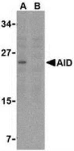 Novus Biologicals&trade;&nbsp;AICDA Antibody Blocking Peptide