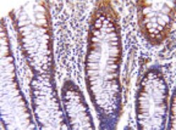 AIF Antibody, Novus Biologicals:Antibodies:Primary Antibodies