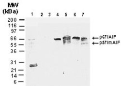 AIF Antibody, Novus Biologicals:Antibodies:Primary Antibodies