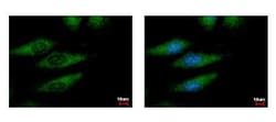 anti-AIF-1/Iba1, Polyclonal, Novus Biologicals 0.1mL; Unlabeled, Quantity:
