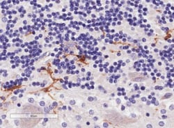 AIF-1/Iba1 Antibody, Novus Biologicals 0.1mg; Unlabeled:Antibodies, Polyclonal
