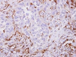 anti-AIF-1/Iba1, Polyclonal, Novus Biologicals 0.1mL; Unlabeled, Quantity: