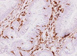 AIF-1/Iba1 Antibody, Novus Biologicals 0.1mg; Unlabeled:Antibodies, Polyclonal