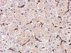 AIF-1/Iba1 Antibody, Novus Biologicals 0.1mg; Unlabeled:Antibodies, Polyclonal