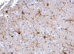 AIF-1/Iba1 Antibody, Novus Biologicals 0.1mg; Unlabeled:Antibodies, Polyclonal