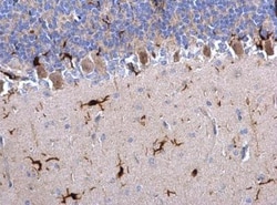 AIF-1/Iba1 Antibody, Novus Biologicals 0.1mg; Unlabeled:Antibodies, Polyclonal