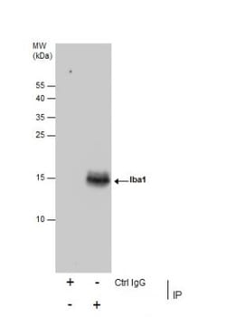 anti-AIF-1/Iba1, Polyclonal, Novus Biologicals 0.1mL; Unlabeled, Quantity:
