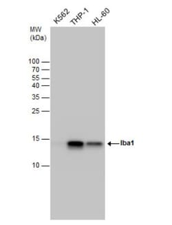 anti-AIF-1/Iba1, Polyclonal, Novus Biologicals 0.1mL; Unlabeled, Quantity: