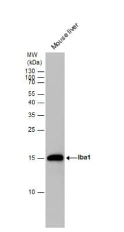 anti-AIF-1/Iba1, Polyclonal, Novus Biologicals 0.1mL; Unlabeled, Quantity: