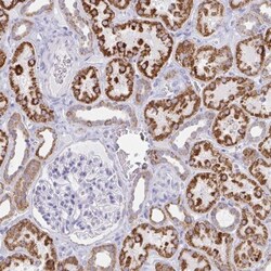 AIF Antibody, Novus Biologicals 0.1mL; Unlabeled:Antibodies, Polyclonal