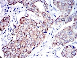 AIF Antibody (4E7), Novus Biologicals 0.1mL; Unlabeled:Antibodies, Monoclonal