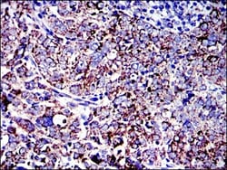 AIF Antibody (4E7), Novus Biologicals 0.1mL; Unlabeled:Antibodies, Monoclonal
