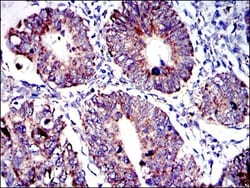 AIF Antibody (4E7), Novus Biologicals 0.1mL; Unlabeled:Antibodies, Monoclonal