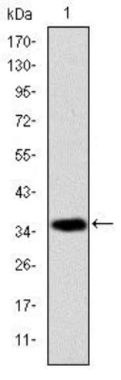 AIF Antibody (4E7), Novus Biologicals 0.1mL; Unlabeled:Antibodies, Monoclonal