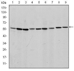 AIF Antibody (4E7), Novus Biologicals 0.1mL; Unlabeled:Antibodies, Monoclonal