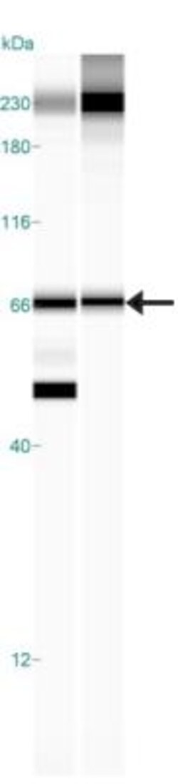 AIF Antibody, Novus Biologicals:Antibodies:Primary Antibodies
