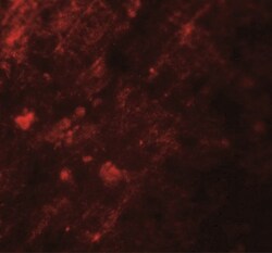 AIG1 Antibody - BSA Free, Novus Biologicals 0.025 mg, Unlabeled:Antibodies,