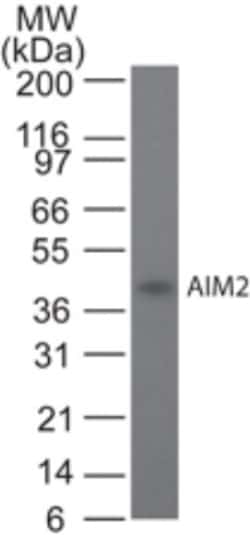 AIM2 Antibody (10M5G5), Novus Biologicals 0.1mg; Unlabeled:Antibodies,