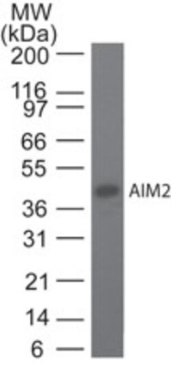 AIM2 Antibody (10M2B3), Novus Biologicals:Antibodies:Primary Antibodies