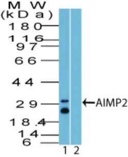 AIMP2 Antibody, Novus Biologicals 0.1 mg | Buy Online | Novus Biologicals | Fisher Scientific