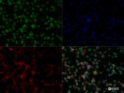 Aiolos/IKZF3 Antibody - BSA Free, Novus Biologicals 0.1mg; Unlabeled:Antibodies,