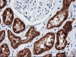 AK3L1 Antibody (OTI3B1), Novus Biologicals 0.1mL; Unlabeled:Antibodies,
