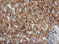 AK3L1 Antibody (OTI3B1), Novus Biologicals 0.1mL; Unlabeled:Antibodies,