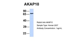 AKAP10 Antibody, Novus Biologicals 100 &mu;L | Buy Online | Novus Biologicals | Fisher Scientific