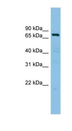AKAP10 Antibody, Novus Biologicals 100 &mu;L | Buy Online | Novus Biologicals | Fisher Scientific
