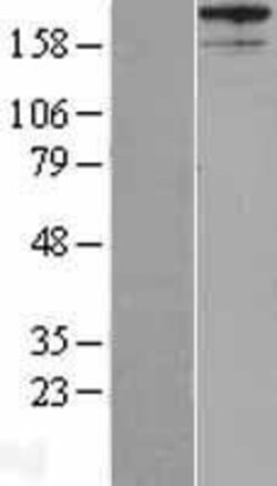 Novus Biologicals™ AKAP12 Overexpression Lysate