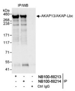 AKAP13 Antibody, Novus Biologicals 0.1mg; Unlabeled:Antibodies, Polyclonal