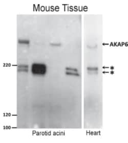 AKAP6 Antibody, Novus Biologicals 0.1mg; Unlabeled:Antibodies, Polyclonal