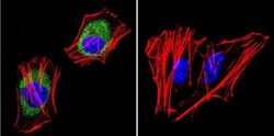 AKAP9 Antibody (17G10), Novus Biologicals 0.1mg; Unlabeled:Antibodies,