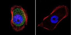 AKAP9 Antibody (17G10), Novus Biologicals 0.1mg; Unlabeled:Antibodies,