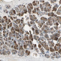AKAP9 Antibody, Novus Biologicals:Antibodies:Primary Antibodies